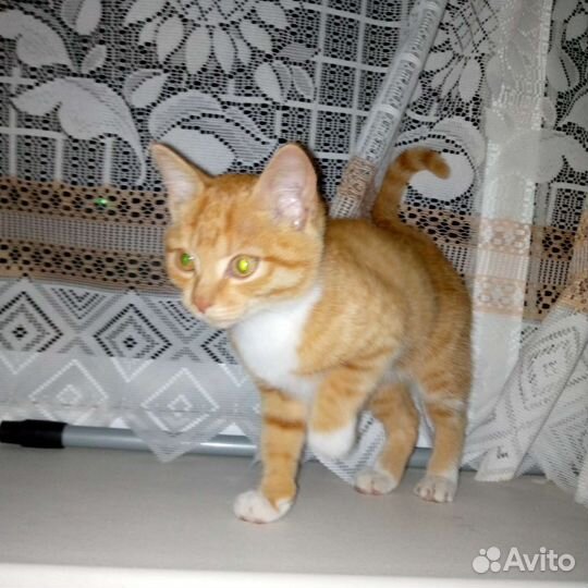 Рыжий котик в добрые руки