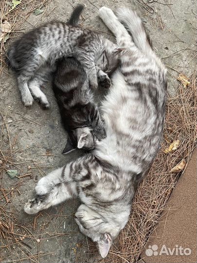 Кошки и котята