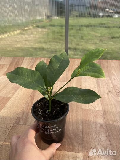 Лимон Сиракузано нуцелярный