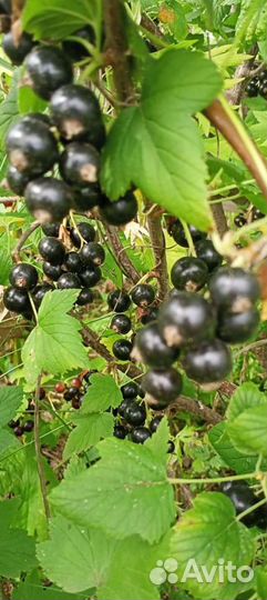 Саженцы малины, смородины, облепихи, ежемалины