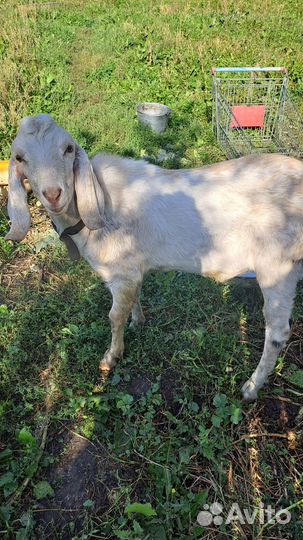 Нубийский козел