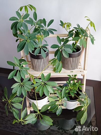 Шеффлера, комнатные растения