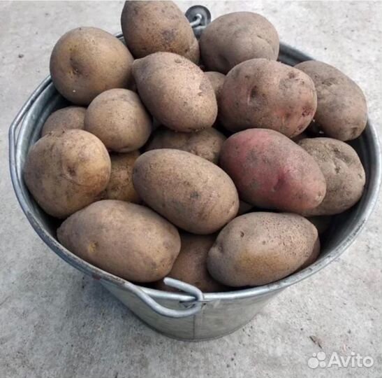 Продажа домашнего картофеля