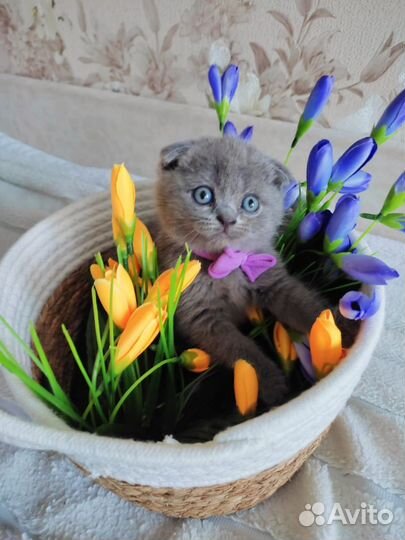 Шотландские котята