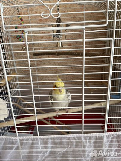 Попугай корелла говорящий