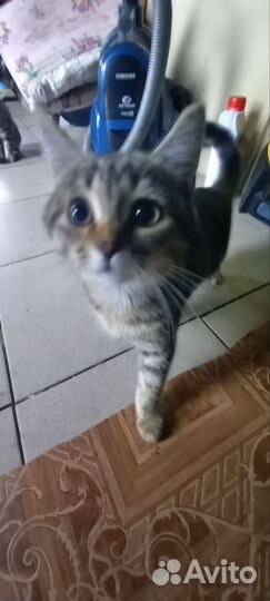 Котята в добрые руки бесплатно