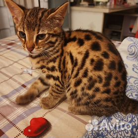 азиатская леопардовая кошка - Купить недорого кошку или котёнка 🐈 во всех  регионах | Цены на котов | Авито