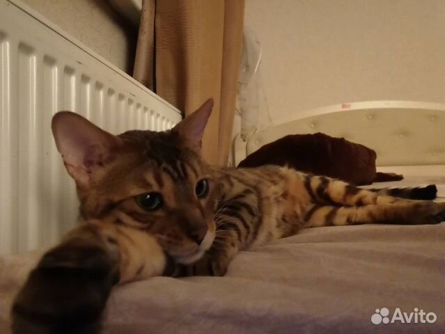 Бенгальский кот