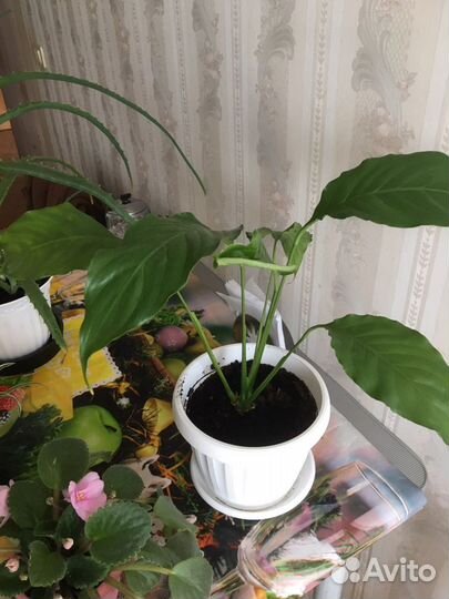 Спатифиллум, фиалка