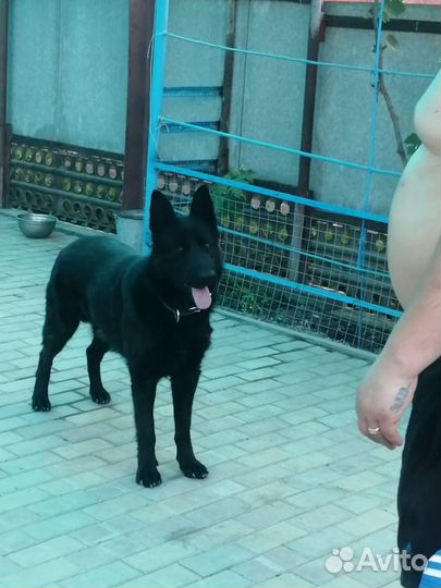 Немецкая авчарка