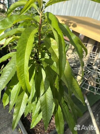 Персик колоновидный