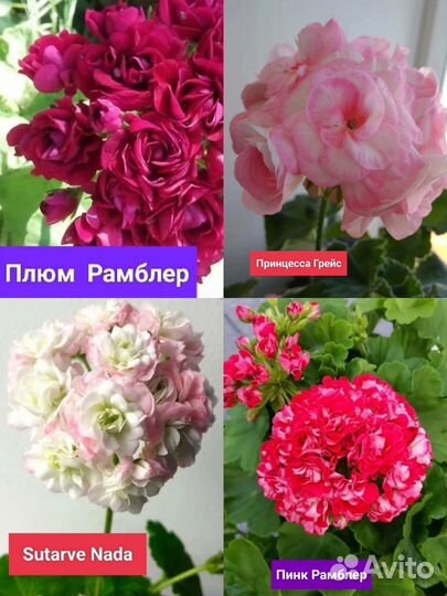 Укоренённые черенки сортовых гераней