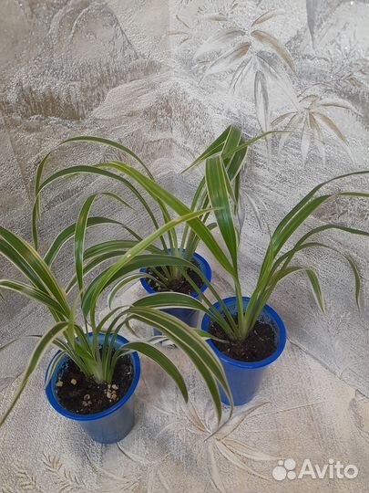 Хлорофитум Лаксум варигатный