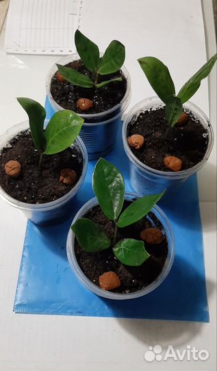 Замиокулькас