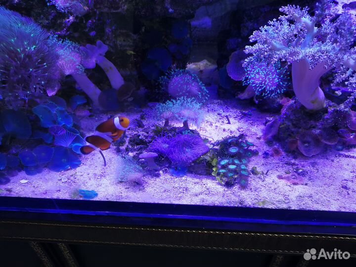 Морской аквариум с рыбками