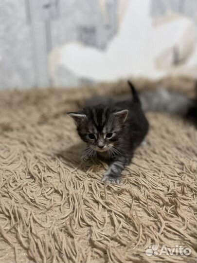 Чистокровные мейн-куны