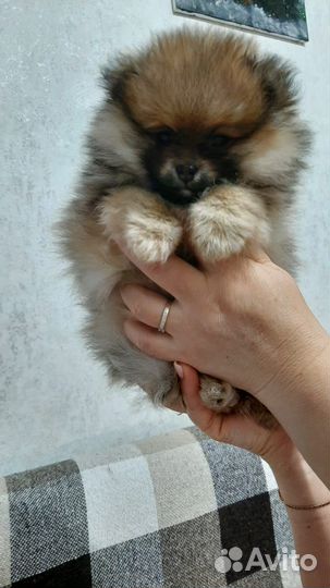 Продам щенков померанцев