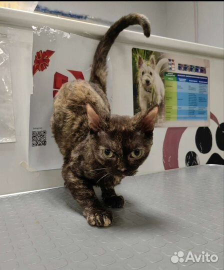 Мальчишки и девчонки Девон-рекс