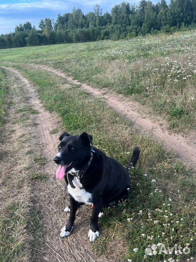 Собака в добрые руки