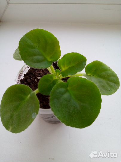 Детки сортовых фиалок