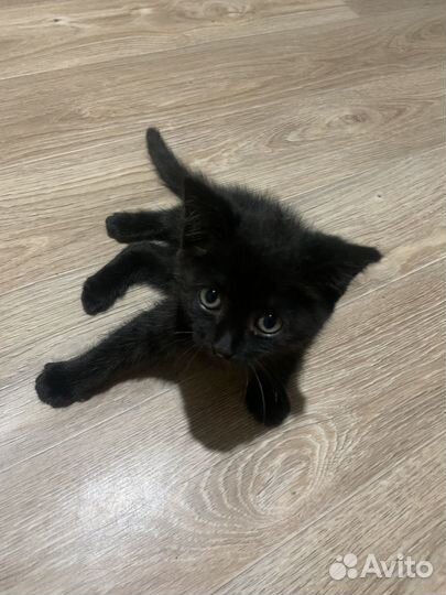 Котенок бесплатно