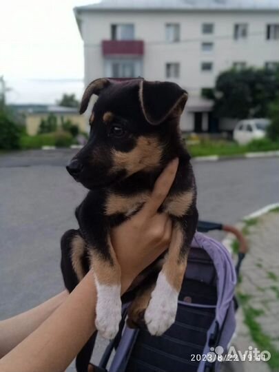 Собака