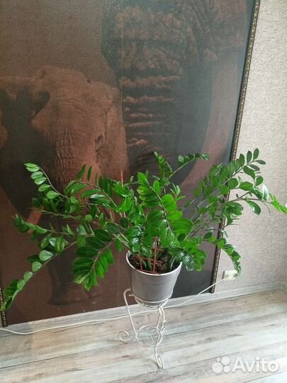 Замиокулькас