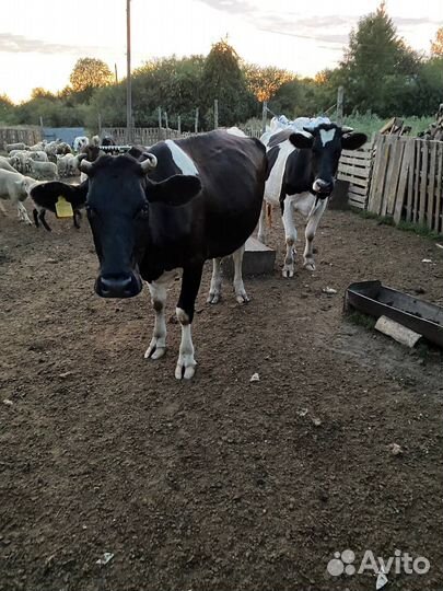 Коровы и овцы