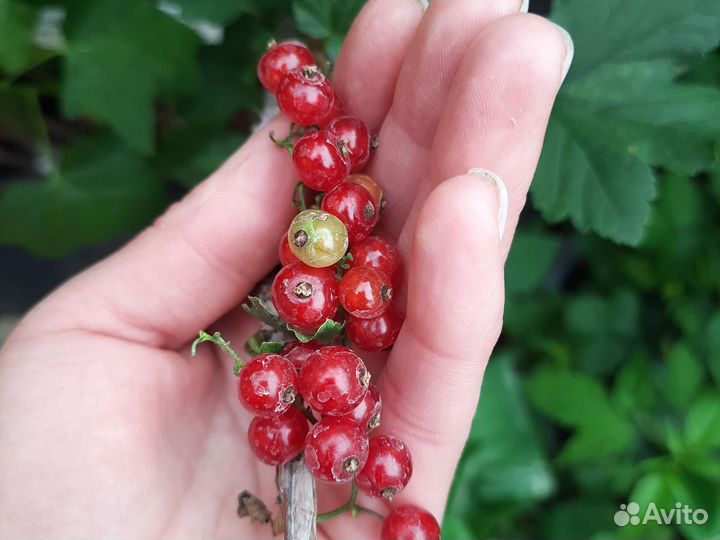 Саженцы смородины