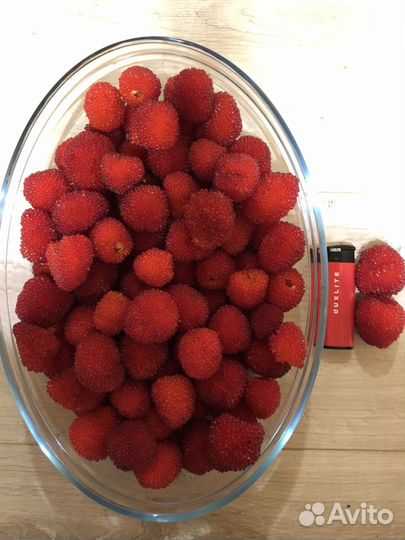 Саженцы вишни, малины, ежевики, смородины