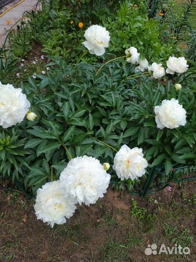 Пионы обмен