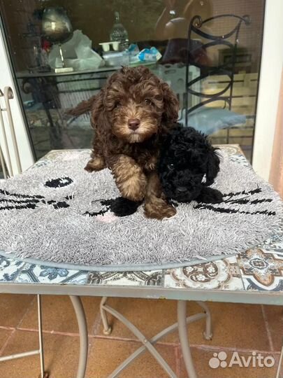 Той-пудель мальчишки