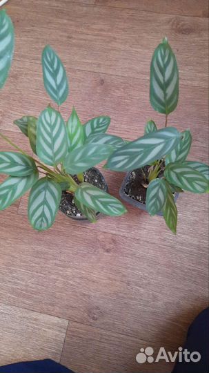 Комнатные растения