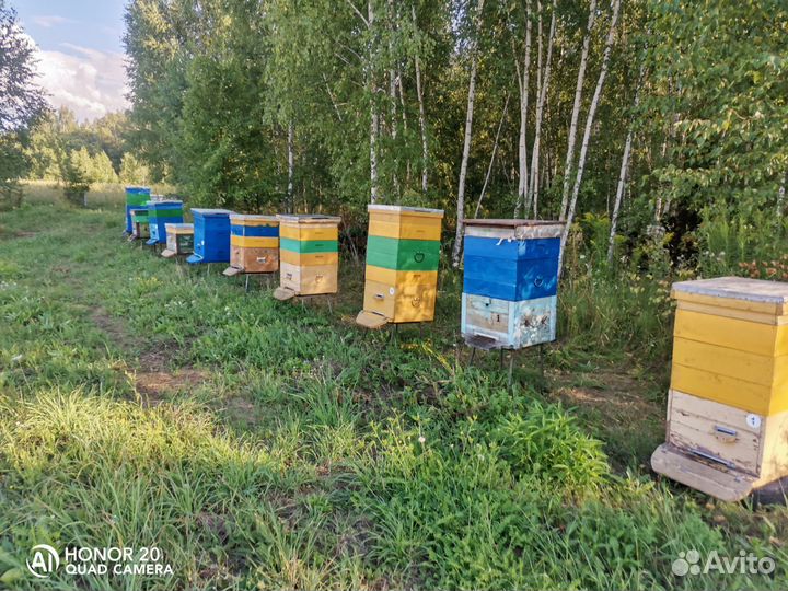 Улей с пчелами