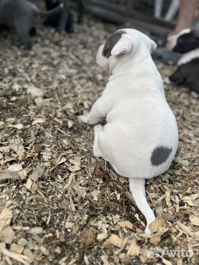 Щенки амстаффа