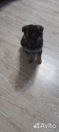 Немецкая овчарка