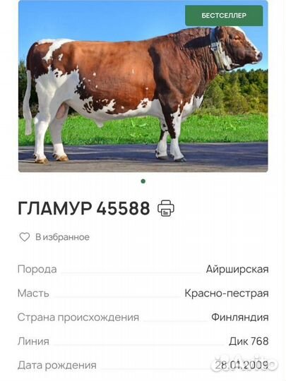 Телята бычки