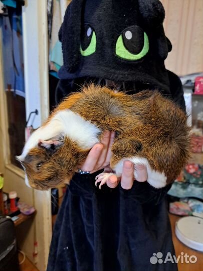 Морские свинки