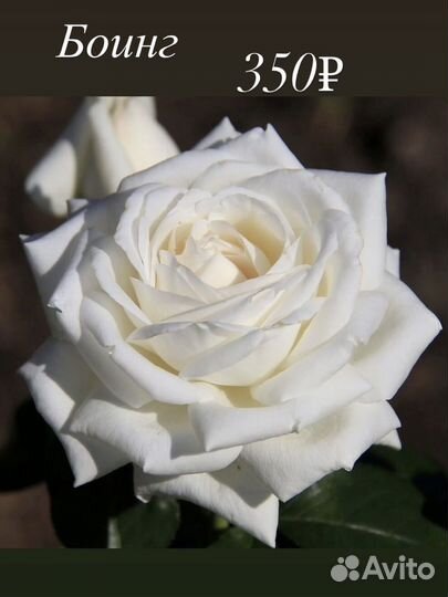 Розы саженцы