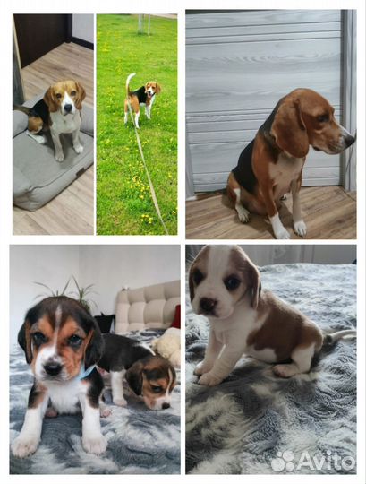 Щенки бигль