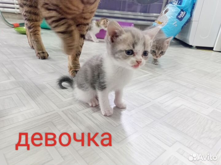 Продаются Шотландские вислоухие котята
