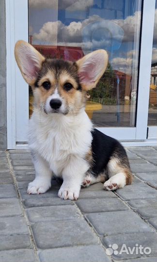 Вельш Корги Пемброк