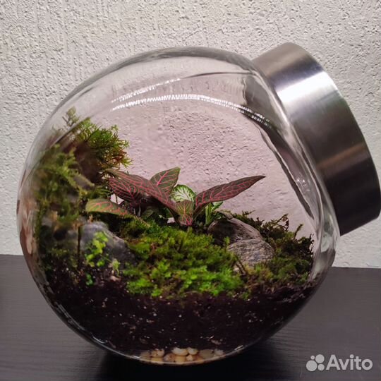 Флорариум для ленивых