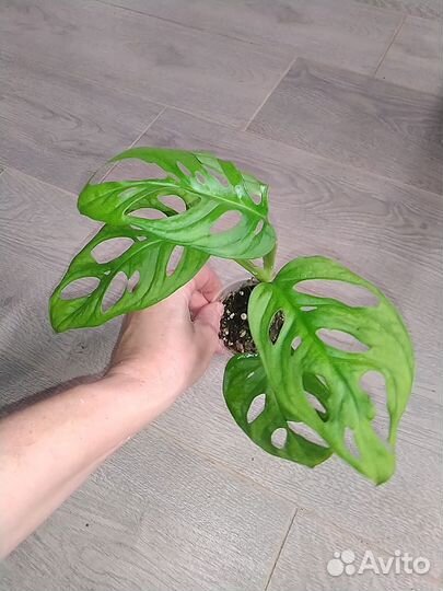 Пеперомия, монстера, хедера