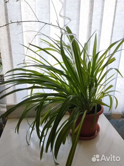 Хлорофитум