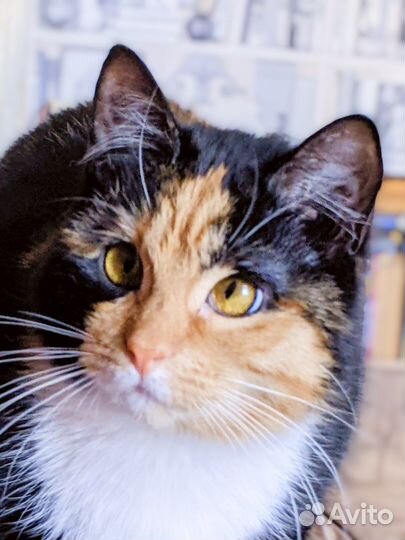 Очаровательная Ника