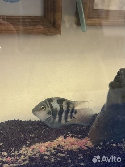 Отдам бесплатно рыбка полосатик