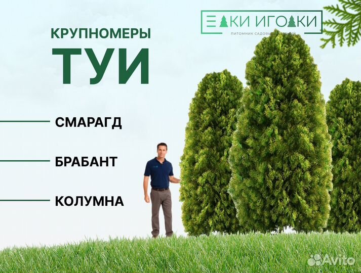 Крупномеры Туя Смарагд 3 м