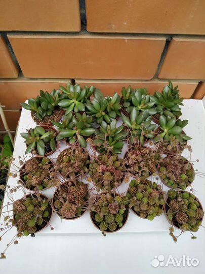 Суккуленты