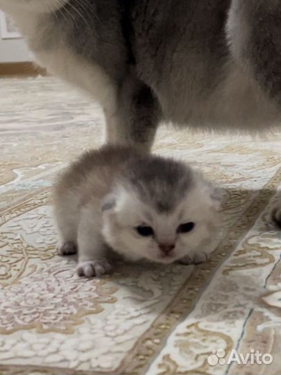 Британские котята
